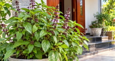 Trồng cây húng quế tại nhà, tin vui tới