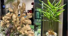 Tại sao nhiều người thích trồng gừng phong thủy trong nhà?