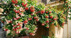 Cách trồng cây sử quân tử (hoa giun) xanh tốt quanh năm, hoa nở thơm ngát