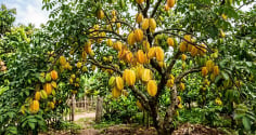 Trồng khế trước nhà khế chua hay ngọt để hút lộc