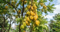 2 vị trí trồng khế hút lộc: 2 vị trí nên tránh xa kẻo hao tài, khánh kiệt