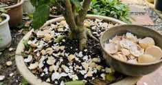 Cách làm phân bón từ vỏ trứng