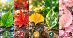 Chọn 1 chiếc lá để xem vận khí xung quanh bạn đang thế nào?