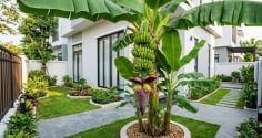 Vị trí trồng cây chuối hút tài lộc vào nhà