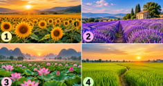 Cánh đồng nào khiến bạn ấn tượng nhất?