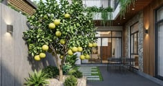 Vị trí trồng cây bưởi hút lộc vào nhà