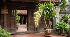 Cách trồng Thiết Mộc Lan ra hoa liên tục, lá xanh mướt quanh năm