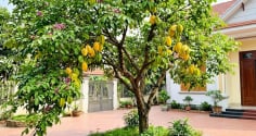 Trồng cây khế nên tránh 3 vị trí này là cản lộc, nhiều nhà không biết