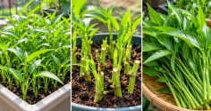 Trồng rau muống trong chậu cực dễ: Gieo hạt nhanh, tận dụng gốc bỏ đi, quanh năm có rau sạch
