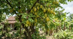 2 mệnh trồng khế tốt cho phong thủy: Tiền đẻ ra tiền cực kỳ giàu có