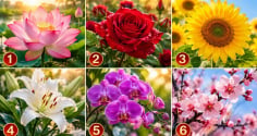 Chọn 1 bông hoa để xem mệnh của bạn giàu có cỡ nào