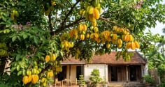 Cách trồng cây khế sai quả: Làm đúng 6 việc này