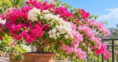 Mẹo trồng hoa giấy nhanh ra hoa, hoa nở liên tiếp: Chỉ cần điều chỉnh đúng 4 yếu tố này