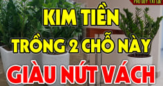 2 vị trí trồng kim tiền: Tiền Vào Như Nước