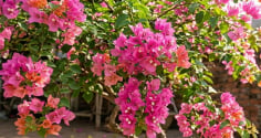 Làm thế nào để hoa giấy nở đúng dịp Tết?