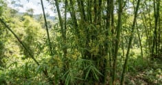 4 loài cây càng nở hoa càng khiến người trồng tiếc nuối: Có cây chỉ bung nở một lần trong đời