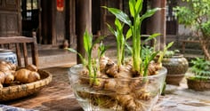 Mẹo trồng gừng thủy sinh nhanh nảy mầm, đẻ nhiều nhánh