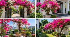 Trồng hoa giấy ở đâu tốt cho phong thủy?