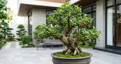 2 mệnh trồng cây sung trong nhà, sự nghiệp thăng hoa, tiền về như thác đổ