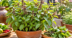 Vì sao nên trồng một bụi húng quế?