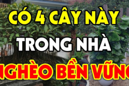 Các cụ dặn: Dừng mang theo cây ác vào nhà cây càng thịnh người càng suy, nhớ cho kỹ