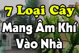 7 loại cây Mang Âm Khí Vào Nhà: Cây càng xanh tươi người càng suy, nhổ ngay trước khi quá muộn, là cây gì?
