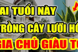 2 tuổi Hợp Mệnh trồng cây Lưỡi Hổ, 1 tuổi rất kị phải nhổ bỏ ngay