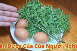 Cách ăn đinh lăng giảm đau đầu, xương khớp chắc khoẻ