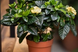 3 loại cây hút hết cặn bẩn, toả hương thơm ngát phòng