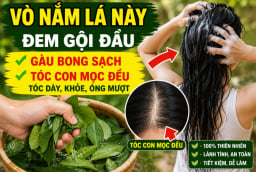 Vò nắm lá này đem gội đầu, gàu bong sạch, tóc con mọc đều