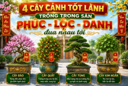 4 cây cảnh tốt lành trồng trong sân Phúc - Lộc - Danh đua nhau tới