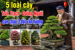 5 loài cây Trấn Trạch - Dưỡng Người, con cháu 3 đời vẫn hưởng