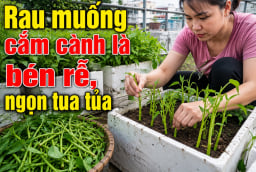 Mẹo trồng rau muống cứ cắm cành xuống đất là bén rễ ngay