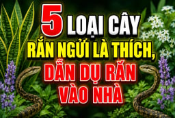 5 loại cây rắn ngửi là thích, dẫn dụ rắn vào nhà