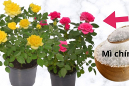 Tưới mì chính vào chậu hoa hồng, công dụng bất ngờ, hóa ra là bí mật của nhiều chủ vườn cây cảnh