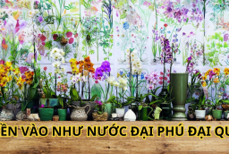 Người xưa truyền lại: Nhà có 5 loại hoa này không phú cũng quý, con cháu tài giỏi gia đình cát tường