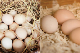 Không cần tủ lạnh, bảo quản trứng theo cách này, trứng để cả tháng vẫn tươi ngon như mới