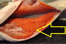 Ăn cá đừng chỉ chăm chăm ăn thịt: 3 bộ phận này đại bổ đừng bao giờ bỏ qua
