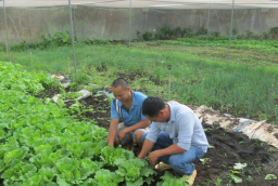 ‘Hái ra tiền’ từ 3 sào đất: Nông dân Bà Rịa – Vũng Tàu bỏ túi gần 200 triệu đồng/năm nhờ trồng rau