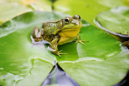 Vì sao sau khi trời mưa thường nghe thấy tiếng ếch nhái kêu to gần ao hồ?