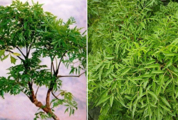 Cây đinh lăng hút tài lộc, trồng ở vị trí nào trong nhà là tốt nhất?