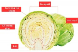 Các chuyên gia dinh dưỡng chỉ ra rằng, 2 bộ phận này của bắp cải rất nhiều chất dinh dưỡng, hay bị vứt đi