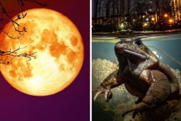 Tổ Tiên nói rằng: ‘Đêm Trăng Rằm đừng ăn Ếch Trông Trăng', ếch trông trăng là gì?