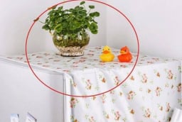 3 vật tuyệt đối không đặt trên nóc tủ lạnh, tổ tiên cảnh báo: Tiền bạc đội nón ra đi, gia đạo lụi bại