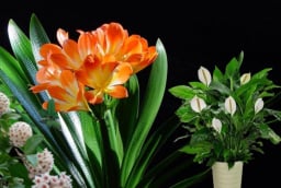 Gợi ý 6 loài cây ưa bóng, hoa nở rực rỡ, nhà chật thiếu nắng cũng thưởng hoa quanh năm