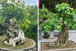 Trồng cây bồ đề là phúc khí hay hoạ: Có nên trồng cây bồ đề trước nhà không?
