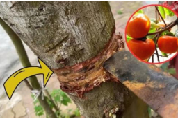 Nghèo mấy cũng không nên chặt bỏ 3 loại cây này: Cây càng xanh con cháu càng hưng thịnh, đời đời giàu có