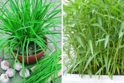 5 loại rau cắm xuống đất là sống: Trồng một lần ăn quanh năm, không cần chăm vẫn tươi tốt