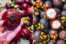 Chọn măng cụt cứ nhìn vào điểm này, đảm bảo cùi dày, ngọt lịm