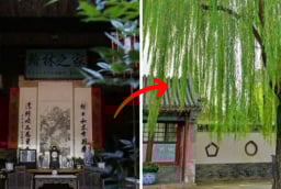 Người xưa dạy không sai: ' Trong sân tránh trồng 3 cây, trong nhà kiêng treo 3 vật', con cháu nhớ nghe theo